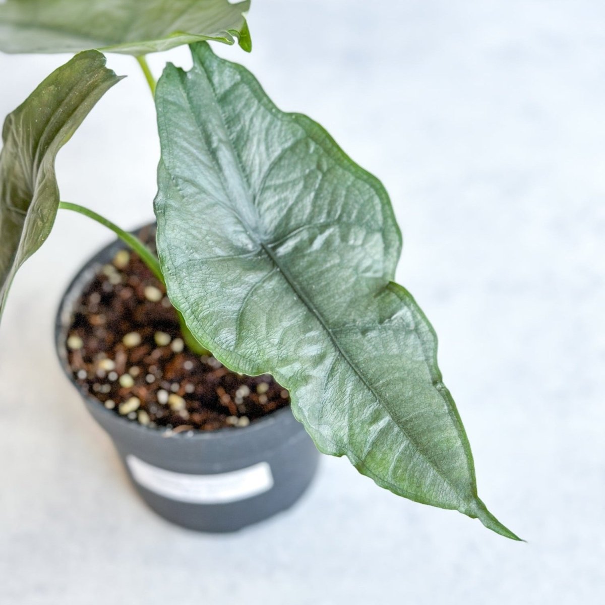 Alocasia heterophylla 'Dragon's Breath' - Dragon's Breath Alocasia - Ed's Plant Shop