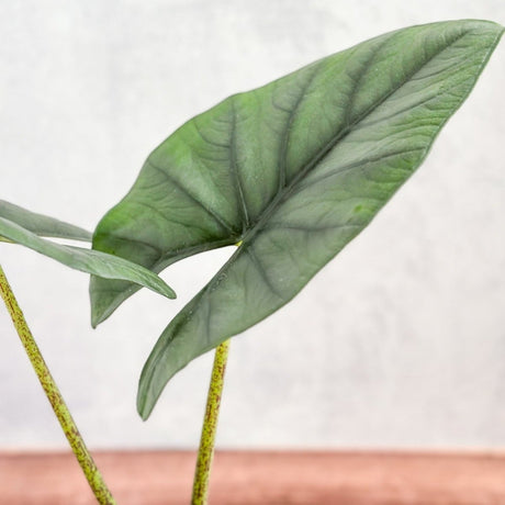 Alocasia imperialis - Imperialis Elephant Ear - 4.5 Inch - Ed's Plant Shop