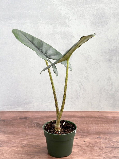 Alocasia imperialis - Imperialis Elephant Ear - 4.5 Inch - Ed's Plant Shop