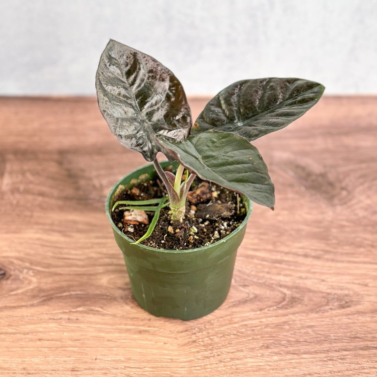 black elephant ear plant for sale Alocasia infernalis 'Kapit'