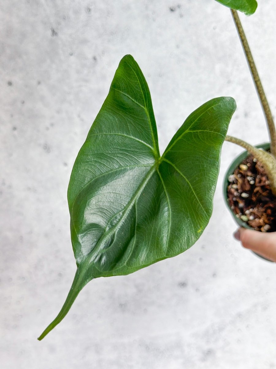 Alocasia macrorrhiza ‘Stingray’ - Stingray Elephant Ear - Ed's Plant Shop