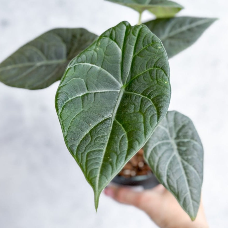 Alocasia maharani - 'Grey Dragon' Alocasia - Ed's Plant Shop