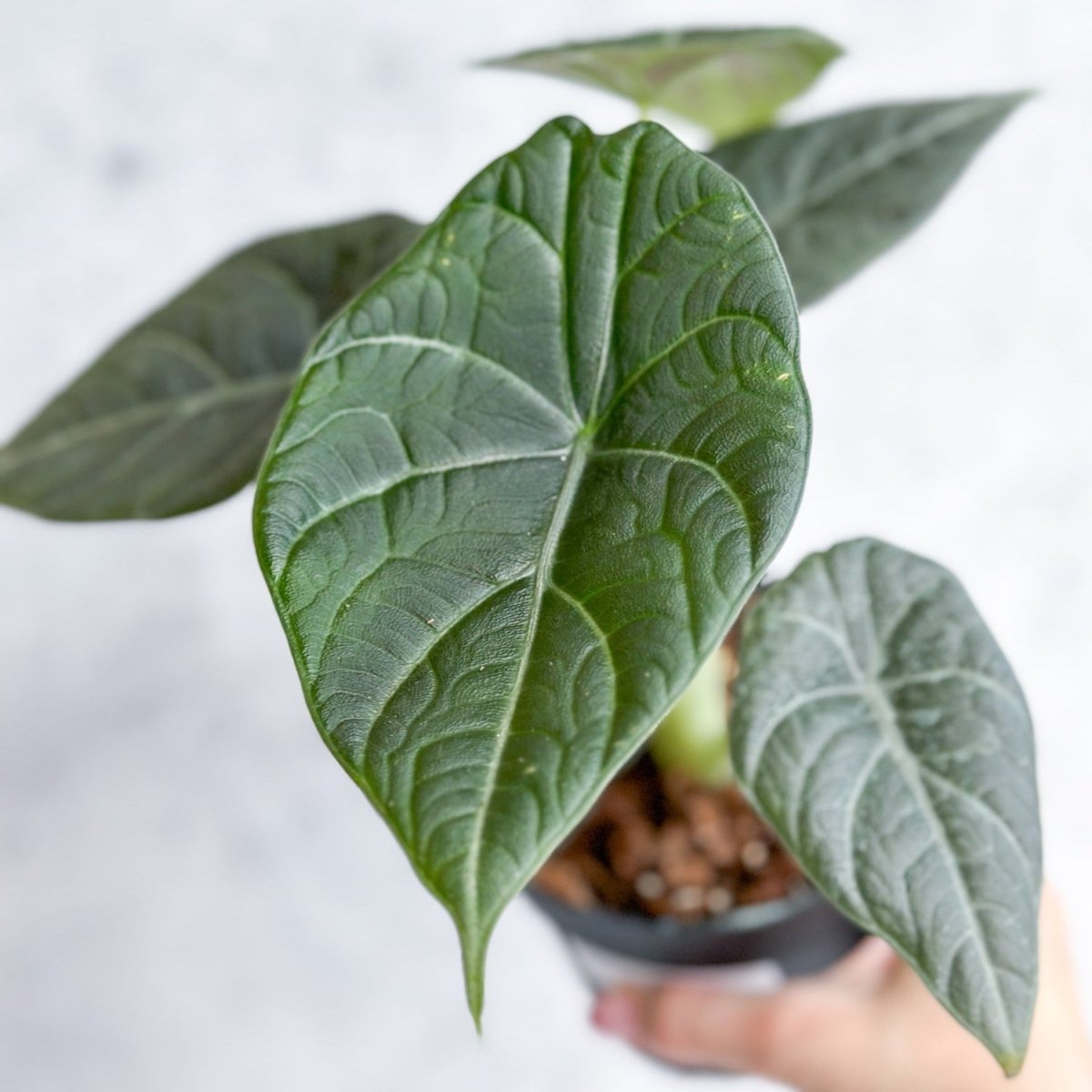 Buy Grey Dragon Alocasia Maharani - Striking Foliage -Ed's Plant Shop