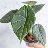 Alocasia Maharani - Grey Dragon Alocasia - 4.5 Inch - Ed's Plant Shop