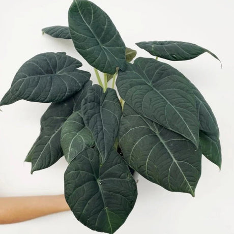 Alocasia Maharani - Grey Dragon Alocasia - 4.5 Inch - Ed's Plant Shop