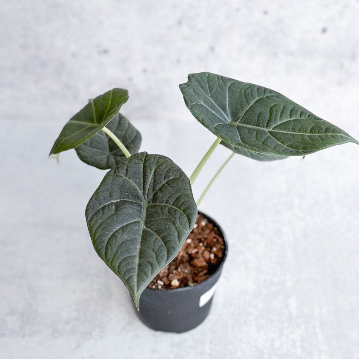 Alocasia Maharani - Grey Dragon Alocasia - 4.5 Inch - Ed's Plant Shop