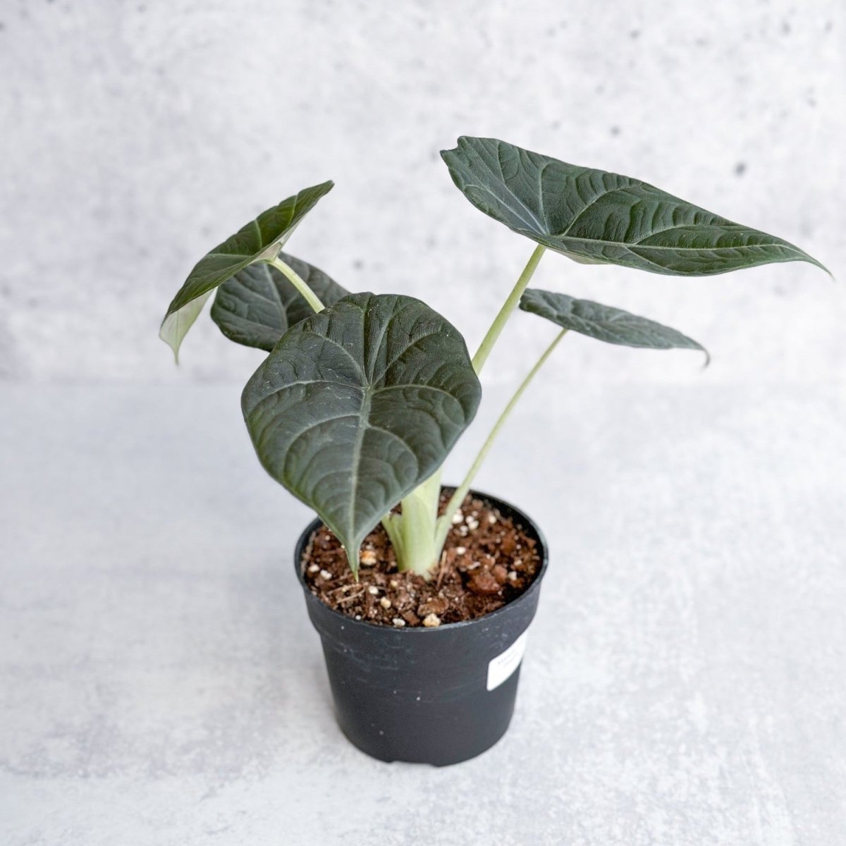 Buy Grey Dragon Alocasia Maharani - Striking Foliage -Ed's Plant Shop