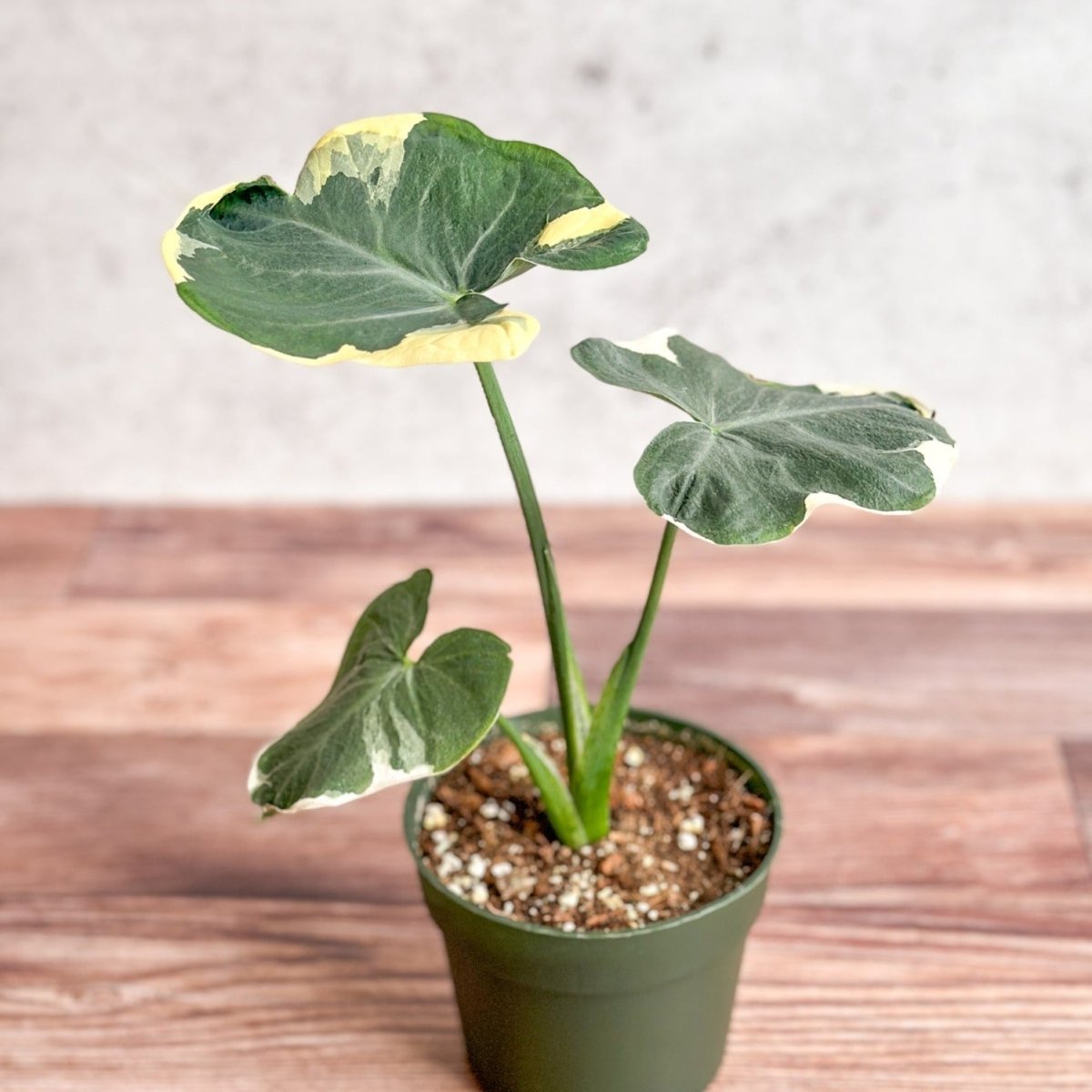 Alocasia 'Mickey Mouse' - Variegated Mickey Mouse Alocasia - 4.5 Inch - Ed's Plant Shop