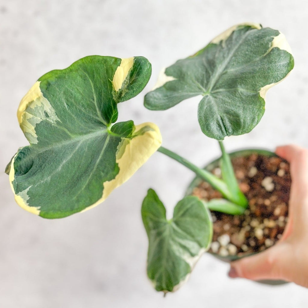 Alocasia 'Mickey Mouse' - Variegated Mickey Mouse Alocasia - Ed's Plant Shop