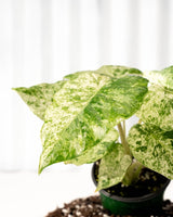 Alocasia ‘Odora Batik’ – Rare Elephant Ear with Batik Pattern - Ed's Plant Shop