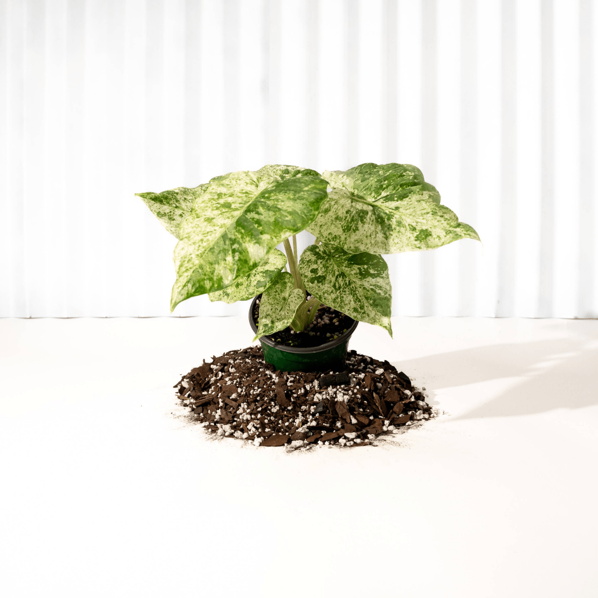 odora elephant ear plant Alocasia 'Odora Batik'