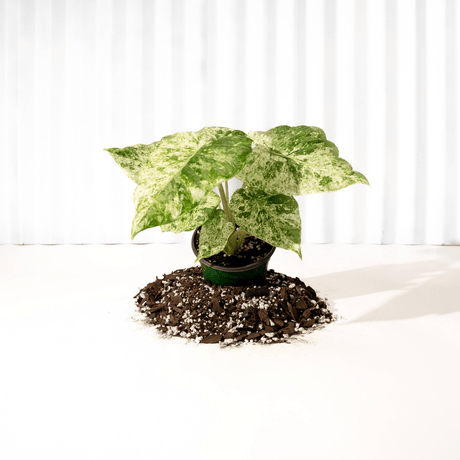 Alocasia ‘Odora Batik’ – Rare Elephant Ear with Batik Pattern - Ed's Plant Shop