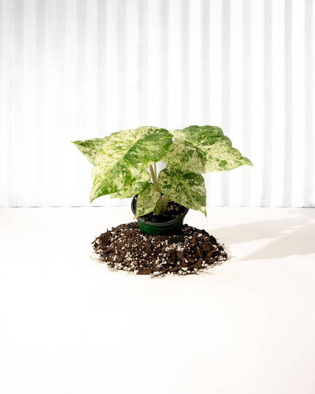 Potted Alocasia plant with variegated leaves on a white background