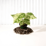 Alocasia ‘Odora Batik’ – Rare Elephant Ear with Batik Pattern - Ed's Plant Shop