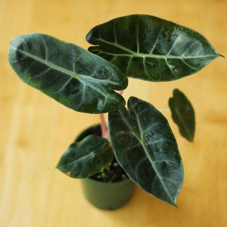 Alocasia Pink Dragon - 4 Inch - Ed's Plant Shop