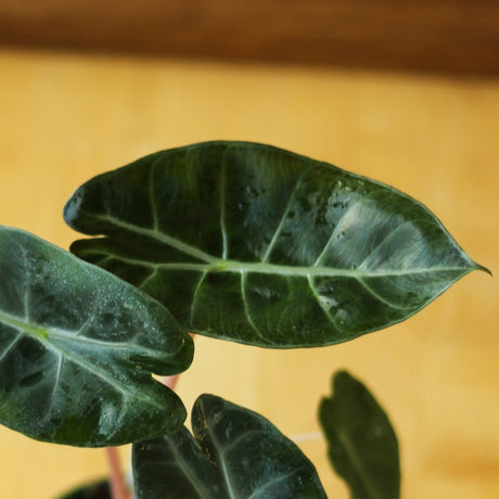 Alocasia Pink Dragon - 4 Inch - Ed's Plant Shop