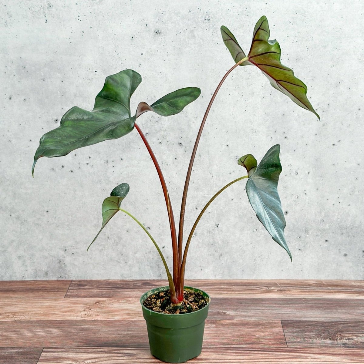 large purple elephant ear plant Alocasia priceps 'Purple Cloak' - Purple Cloak Elephant Ear