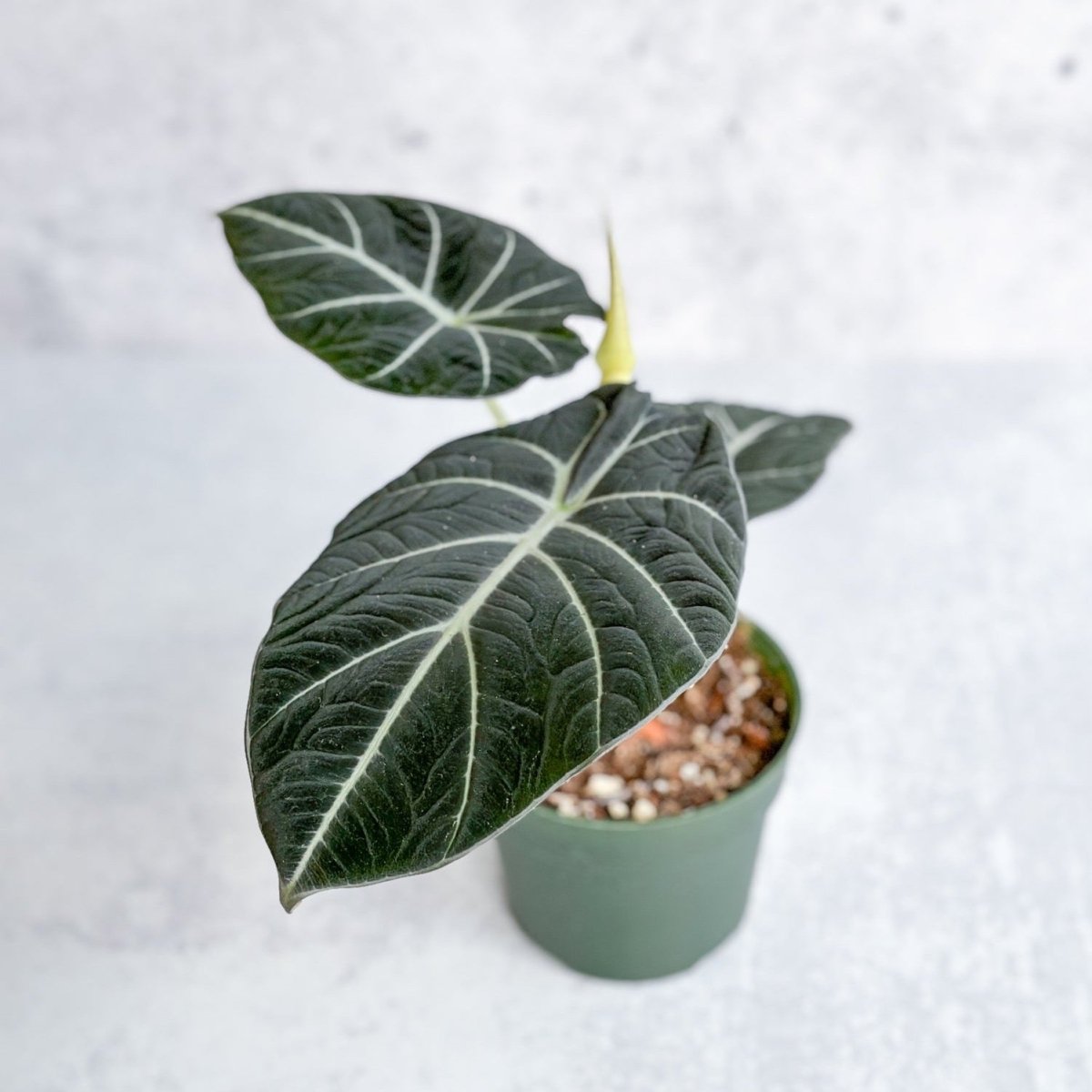 Alocasia Reginula 'Black Velvet' - Ed's Plant Shop