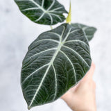 Alocasia Reginula 'Black Velvet' - Ed's Plant Shop