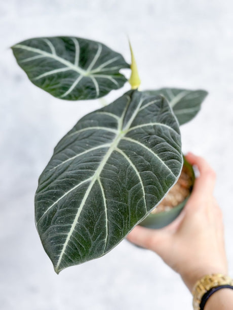 Alocasia Reginula 'Black Velvet' - 4.5 Inch - Ed's Plant Shop