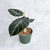 Alocasia Reginula 'Black Velvet' - 4.5 Inch - Ed's Plant Shop