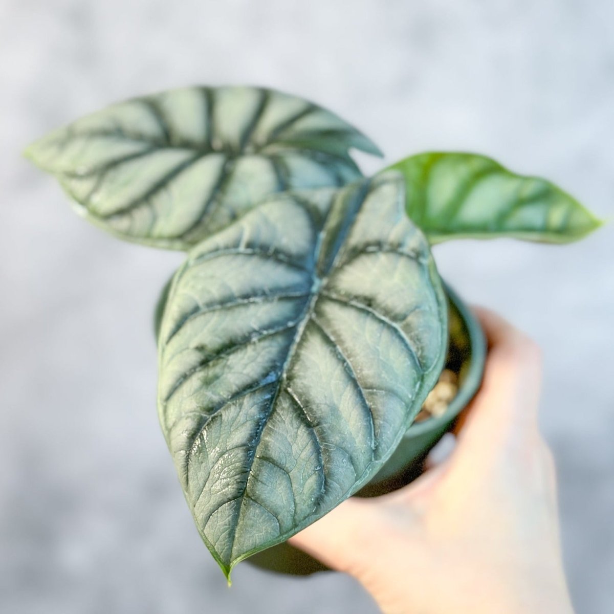 Alocasia 'Silver Dragon' - Ed's Plant Shop