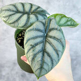 Alocasia 'Silver Dragon' - Ed's Plant Shop