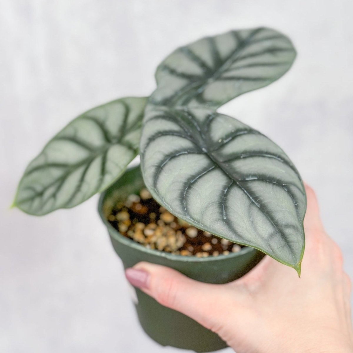 Alocasia 'Silver Dragon' - Ed's Plant Shop