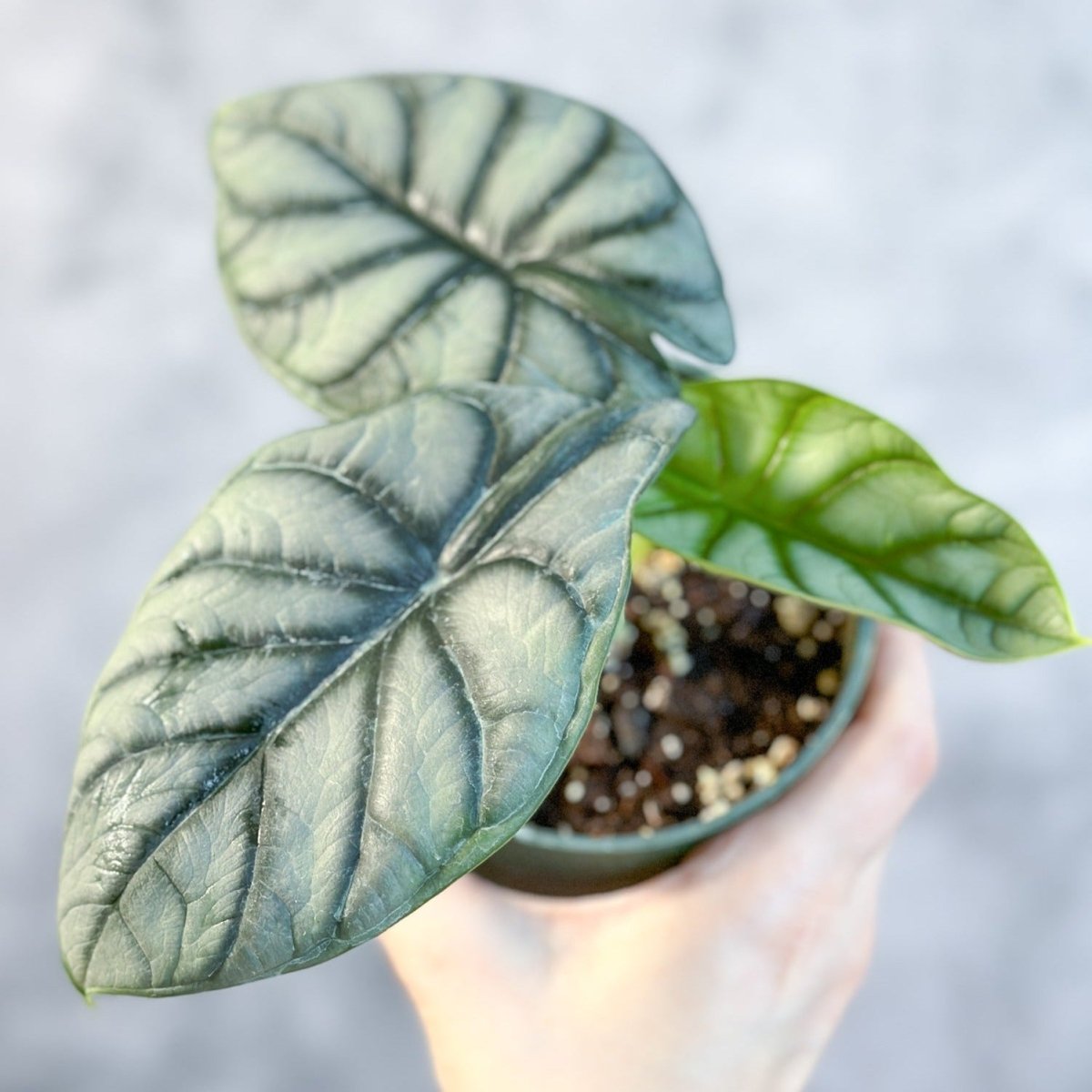 Alocasia 'Silver Dragon' - Ed's Plant Shop