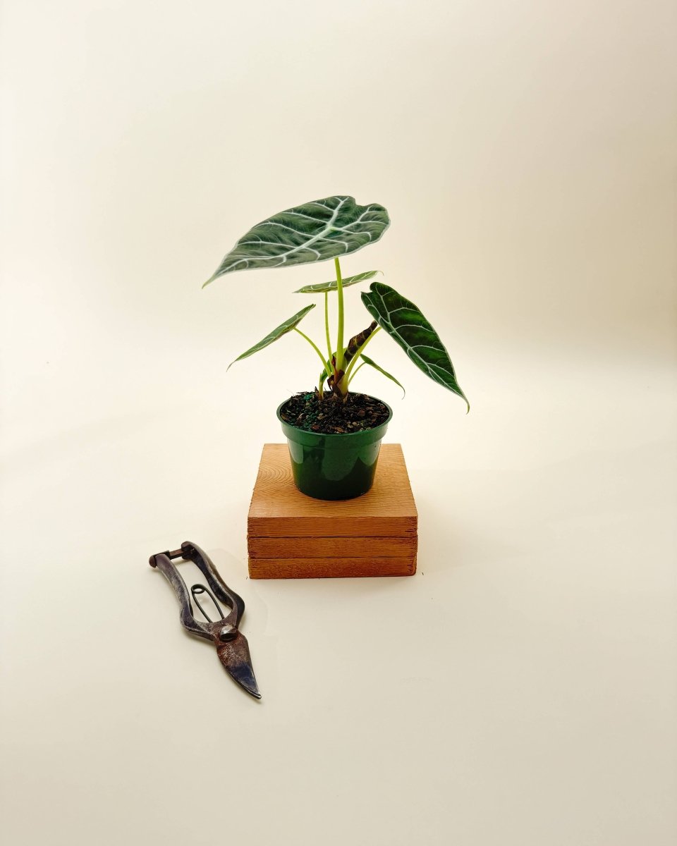 Alocasia 'Watsoniana' – Jewel Alocasia with White Veins & Scalloped Leaves - Ed's Plant Shop