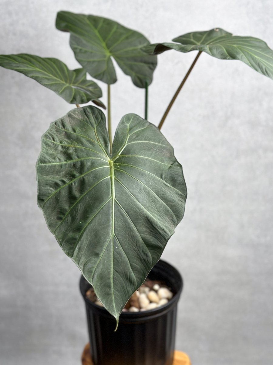 Alocasia x ‘Regal Shield’ - Ed's Plant Shop