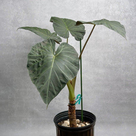 Alocasia x ‘Regal Shield’ - Regal Shield Alocasia - 10 Inch - Ed's Plant Shop