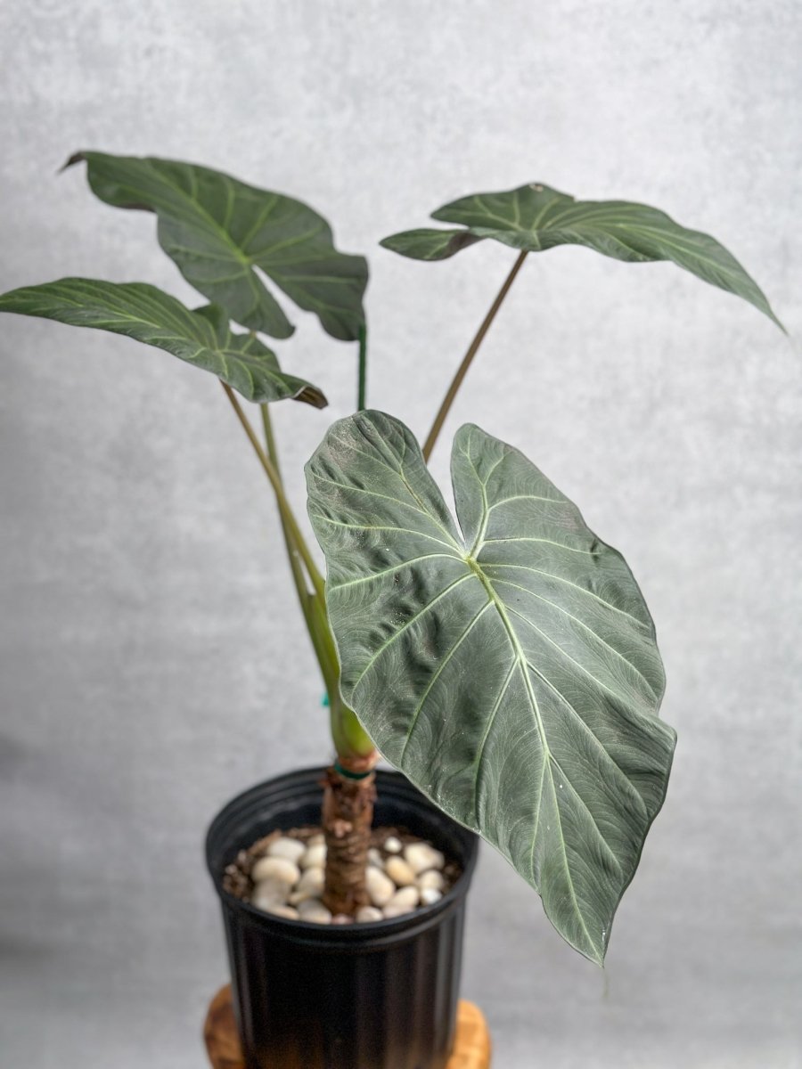 Alocasia x ‘Regal Shield’ - Regal Shield Alocasia - 10 Inch - Ed's Plant Shop