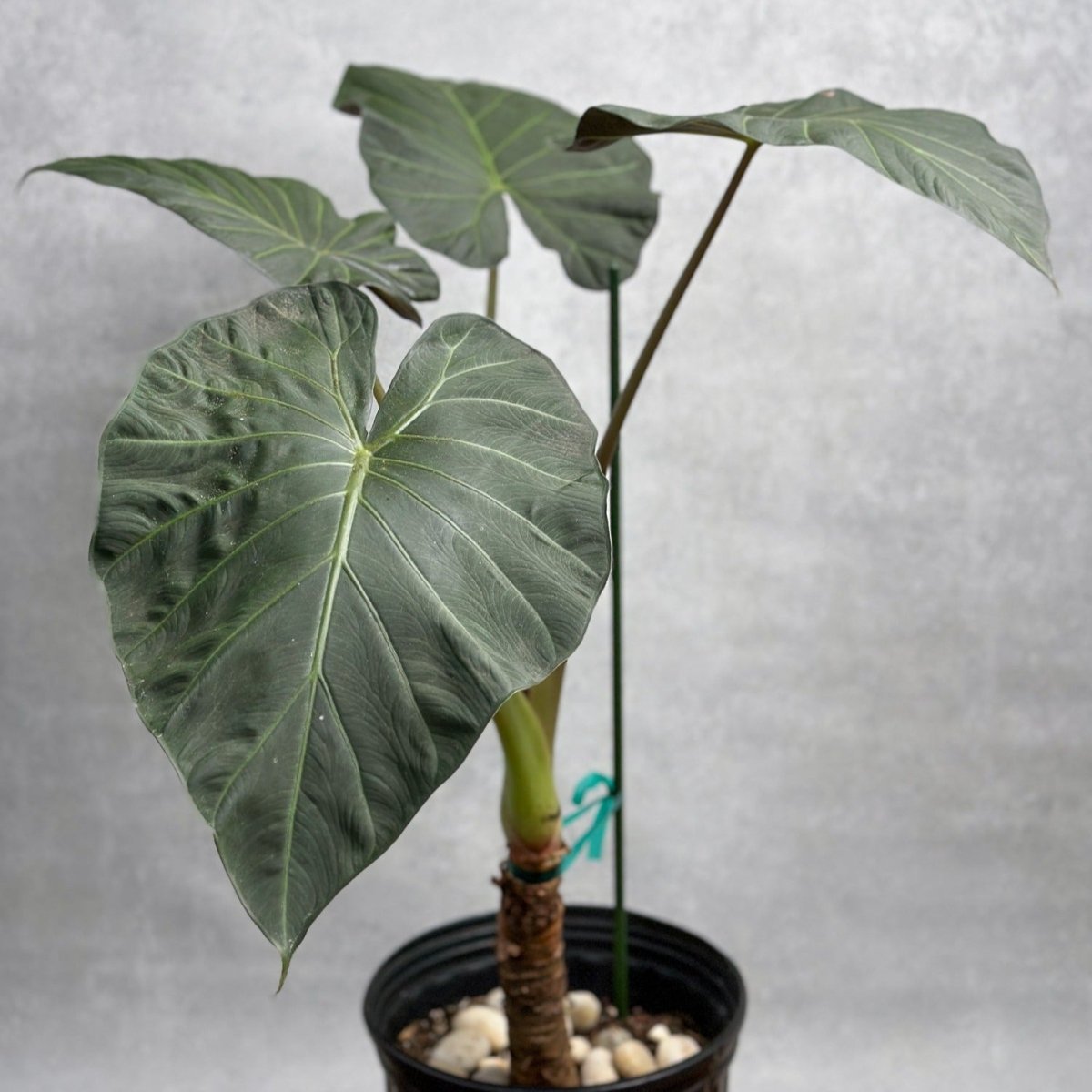 elephant ear plant alocasia regal shield Alocasia × 'Regal Shield'