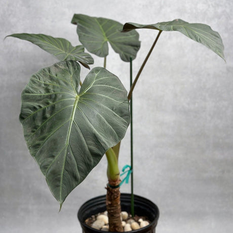 Alocasia x ‘Regal Shield’ - Regal Shield Alocasia - 10 Inch - Ed's Plant Shop