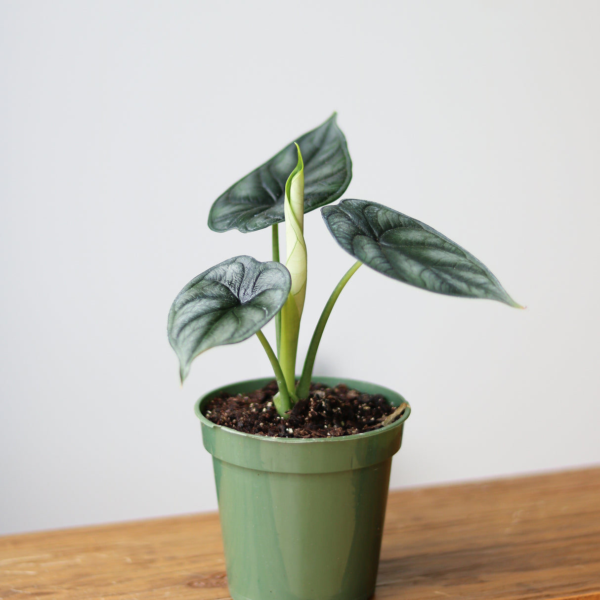 Silver Dragon Alocasia - Alocasia 'Silver Dragon' - 4.5 Inch