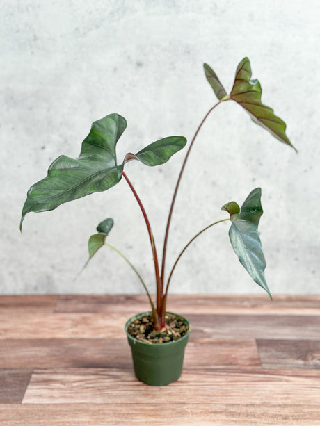 Alocasia priceps 'Purple Cloak' - Purple Cloak Elephant Ear