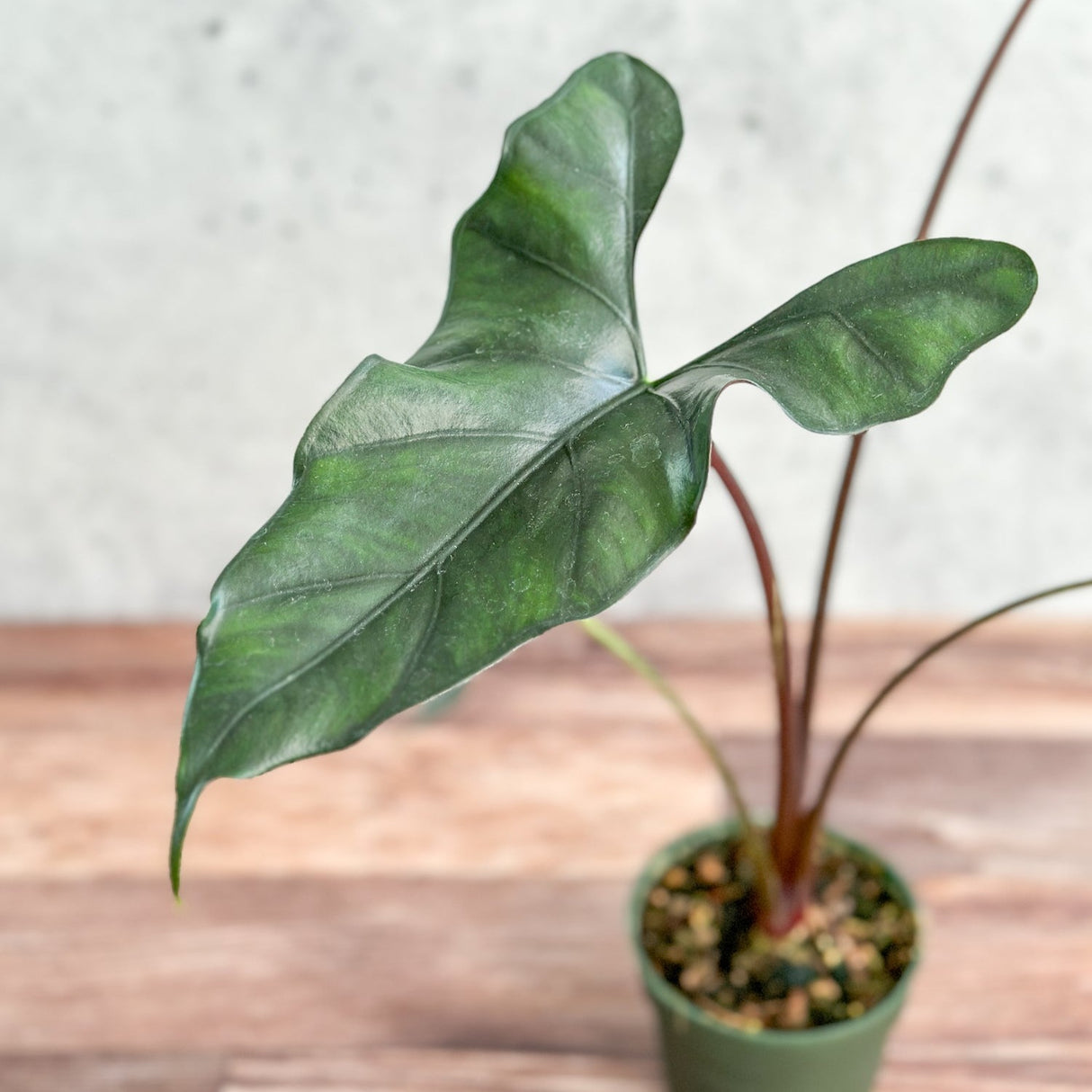 Alocasia priceps 'Purple Cloak' - Purple Cloak Elephant Ear