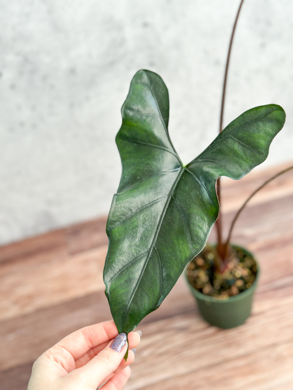 Alocasia priceps 'Purple Cloak' - Purple Cloak Elephant Ear