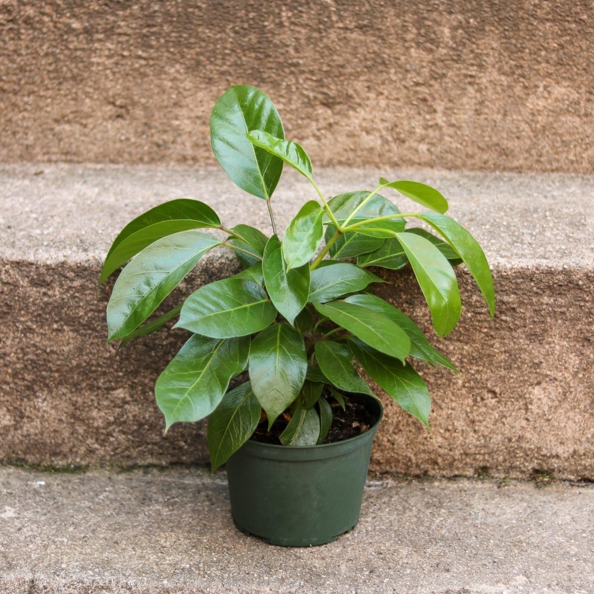 umbrella tree house plant Alpine Schefflera: Elegance in Greenery 'Umbrella Tree' – Ed's Plant Shop