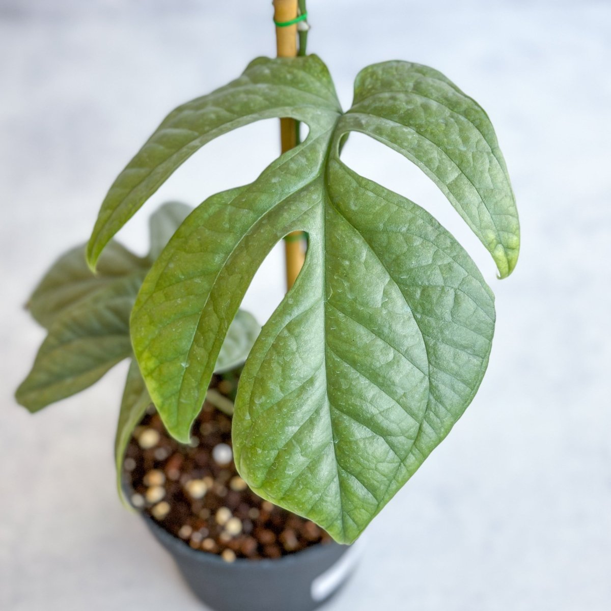 Amydrium medium 'Silver Spiderman' - Silver Spiderman False Monstera - Ed's Plant Shop