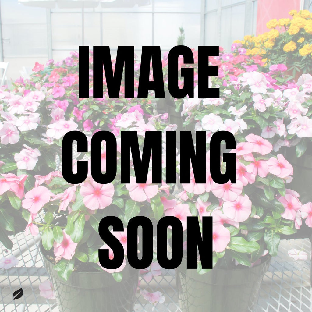 Annual Periwinkle - Upright Flowering Vinca - Ed's Plant Shop