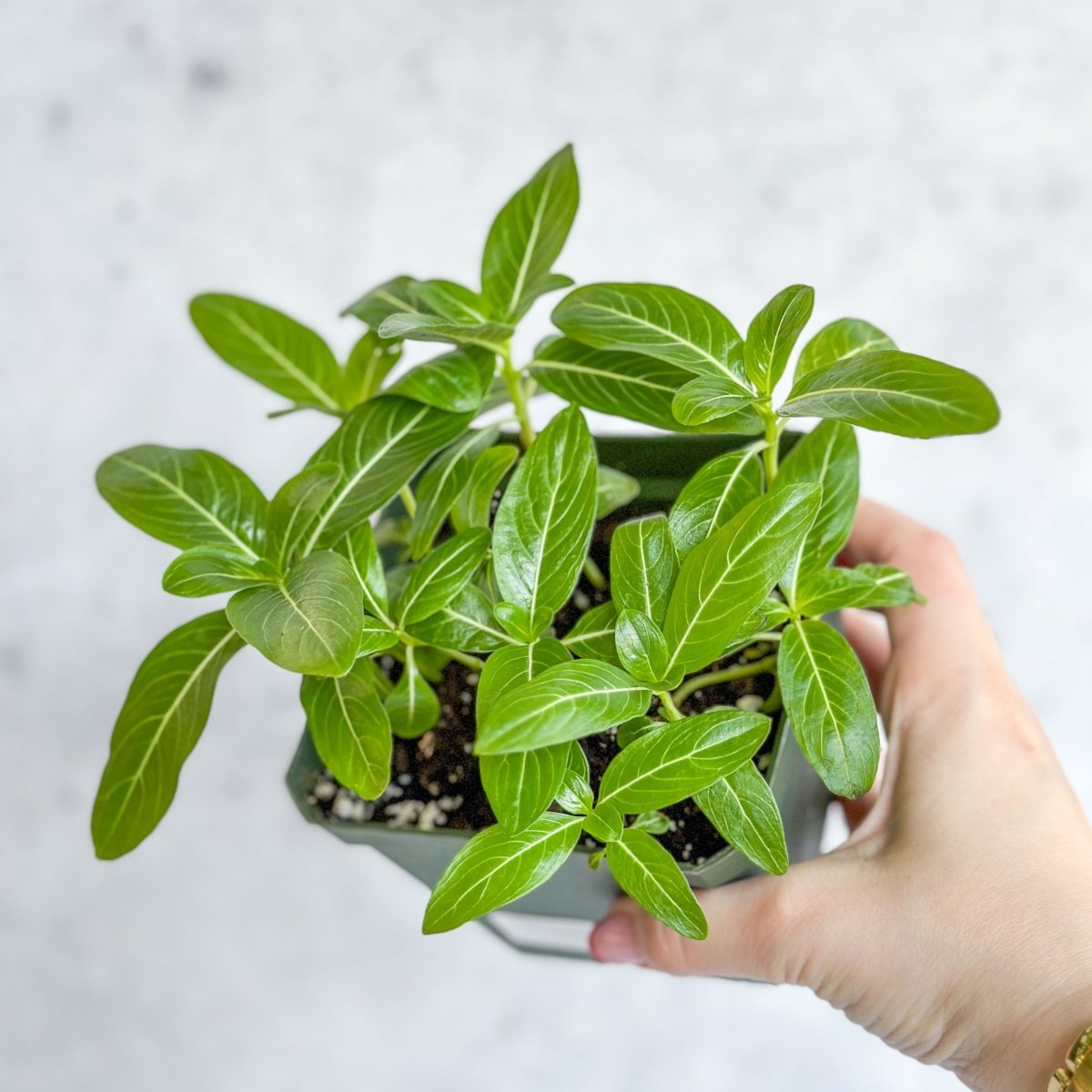 Annual Periwinkle - Upright Flowering Vinca Mix - Ed's Plant Shop