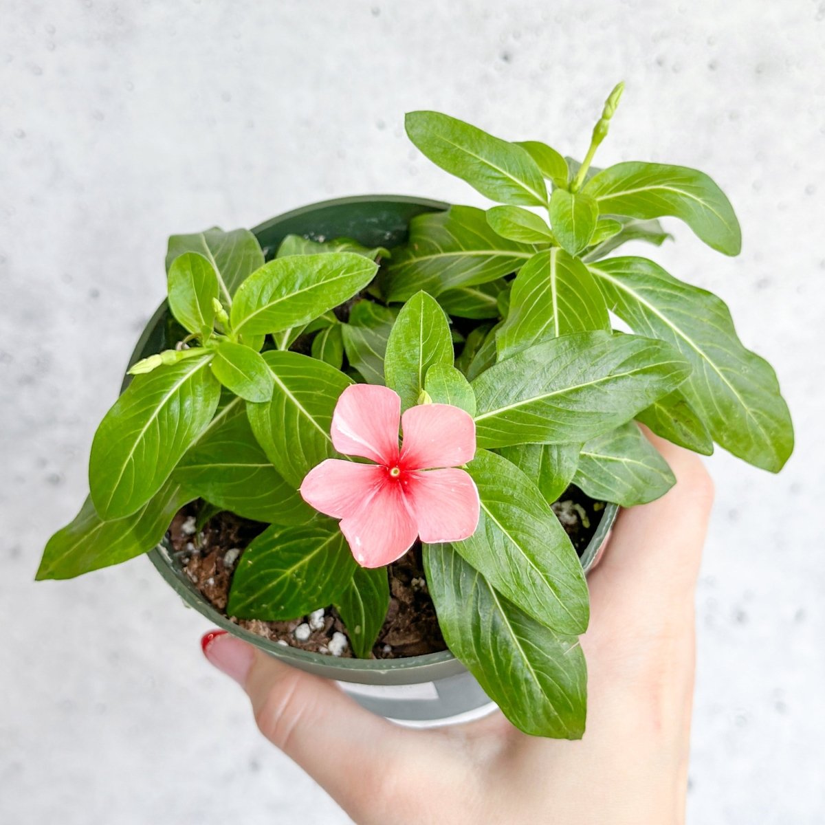 Annual Periwinkle - Upright Flowering Vinca Mix - Ed's Plant Shop