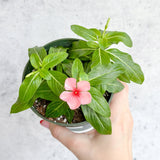 Annual Periwinkle - Upright Flowering Vinca Mix - Ed's Plant Shop