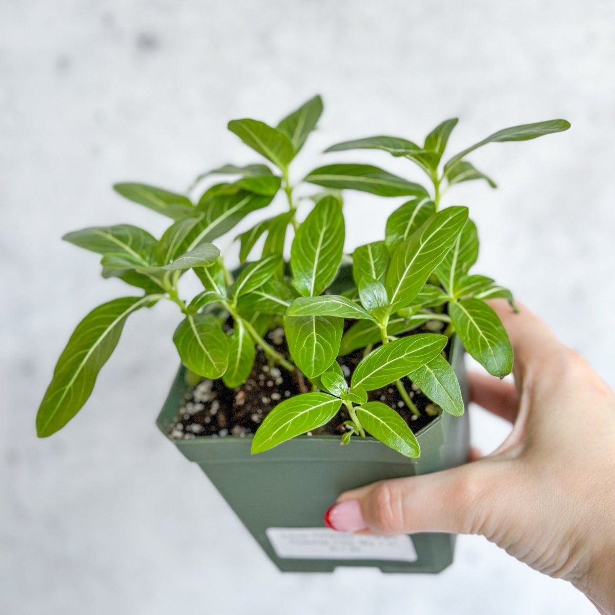 Annual Periwinkle - Upright Flowering Vinca Mix - Ed's Plant Shop