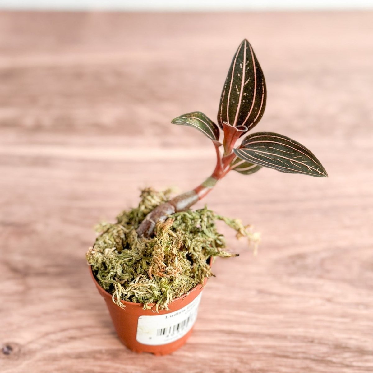 Anoectochilus Roxburghii - 'Jewel Orchid' – Ed's Plant Shop