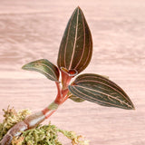 Anoectochilus Roxburghii - ‘Jewel Orchid’ - 2 Inch - Ed's Plant Shop