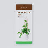 Anthrulla - Anthurium Inspired Plant Trellis - Ed's Plant Shop