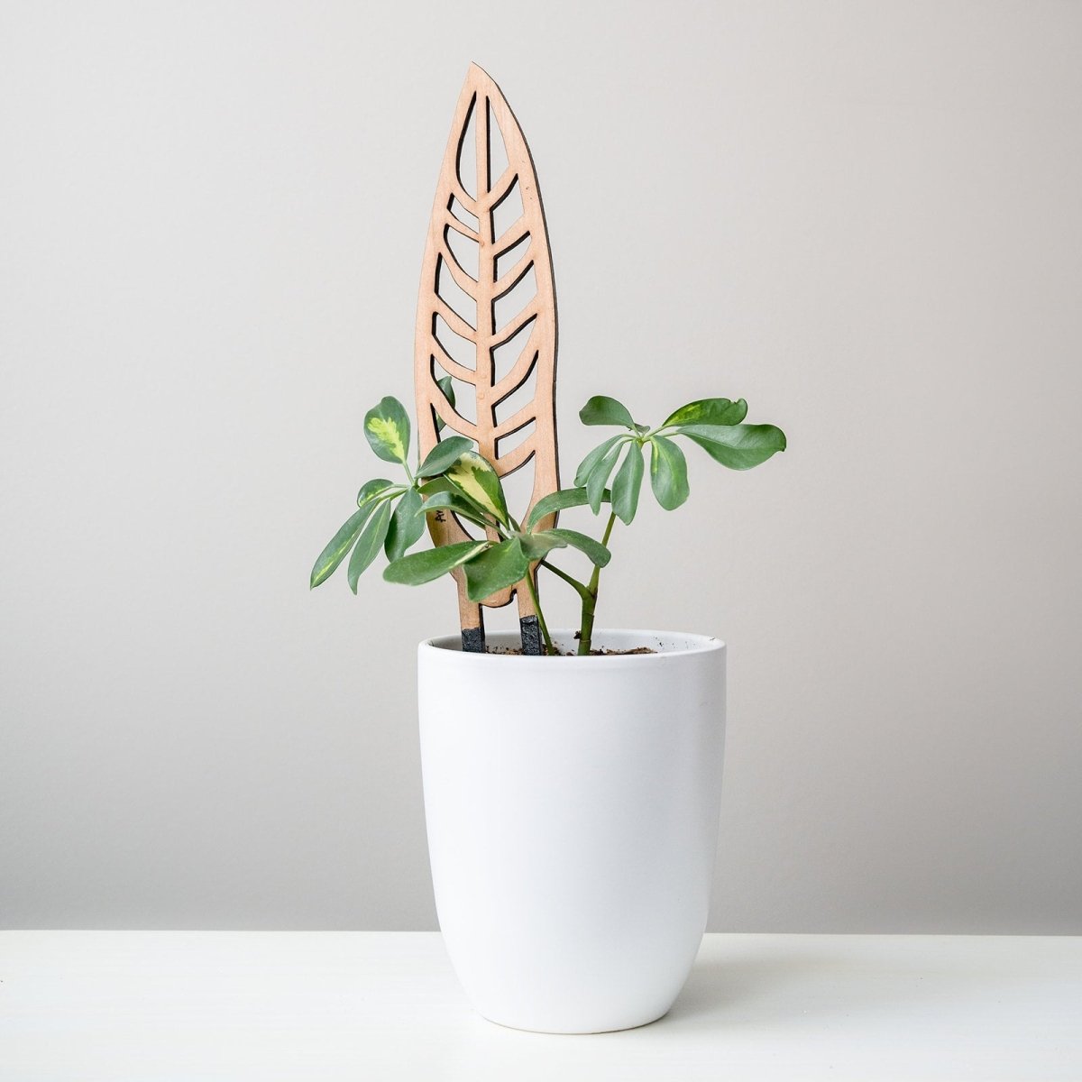 Anthrulla - Anthurium Inspired Plant Trellis - Ed's Plant Shop